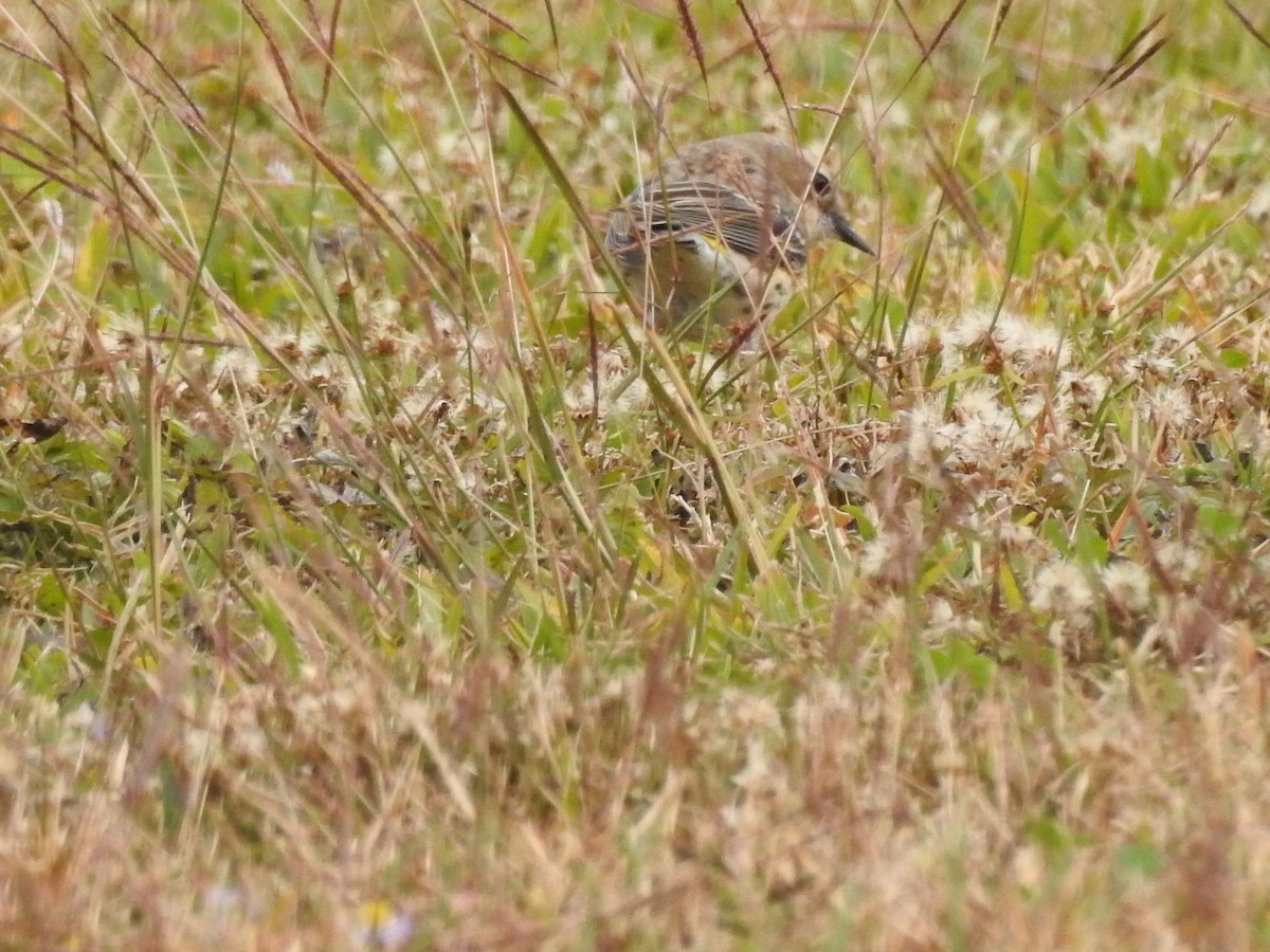 Yellow-rumped Warbler - ML647259047
