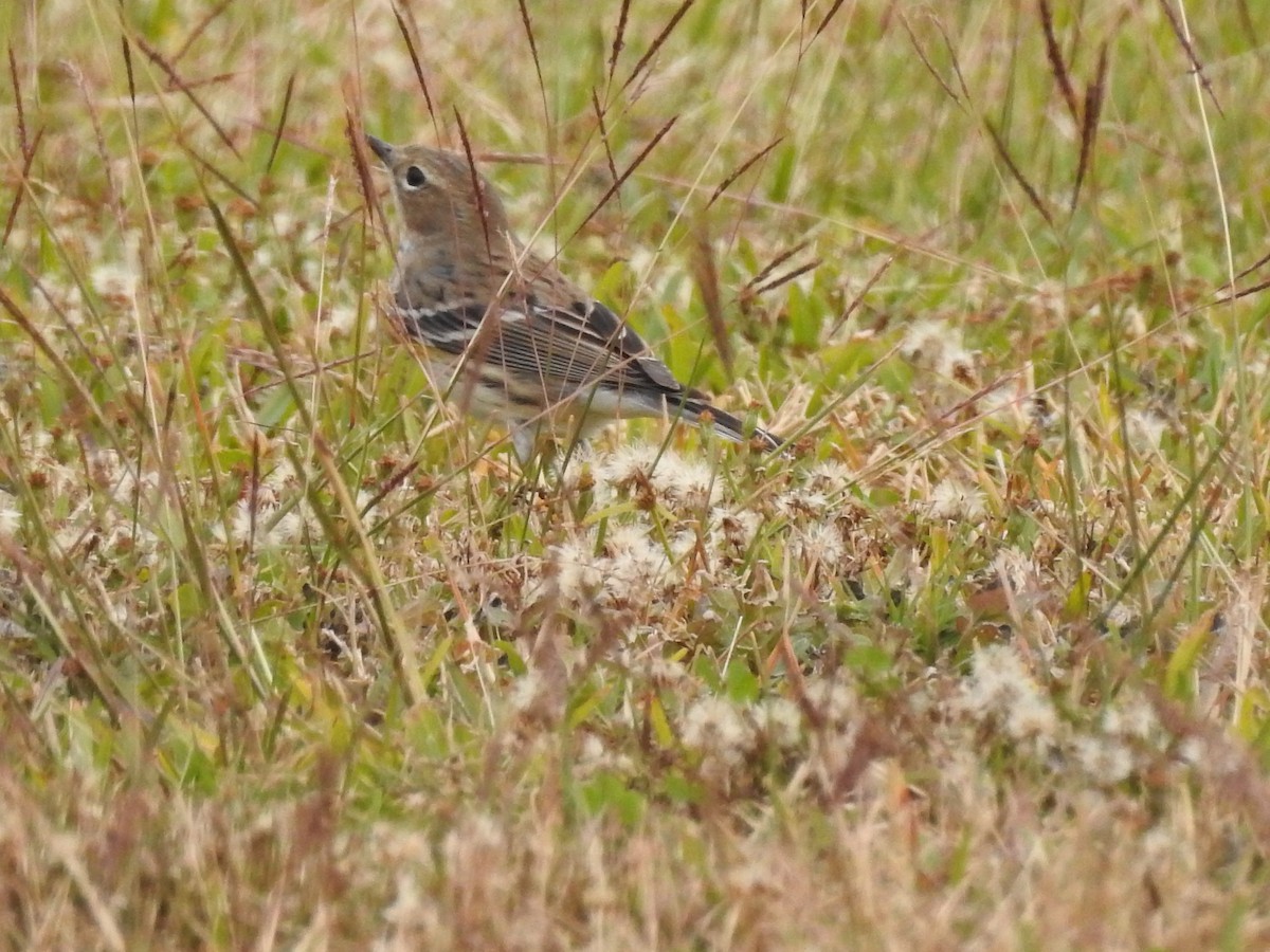 Yellow-rumped Warbler - ML647259048