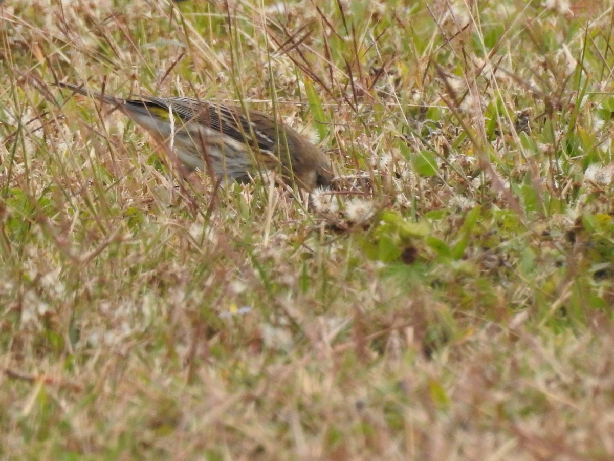 Yellow-rumped Warbler - ML647259049