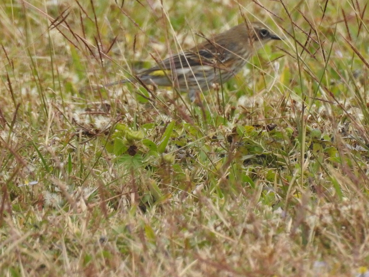 Yellow-rumped Warbler - ML647259050