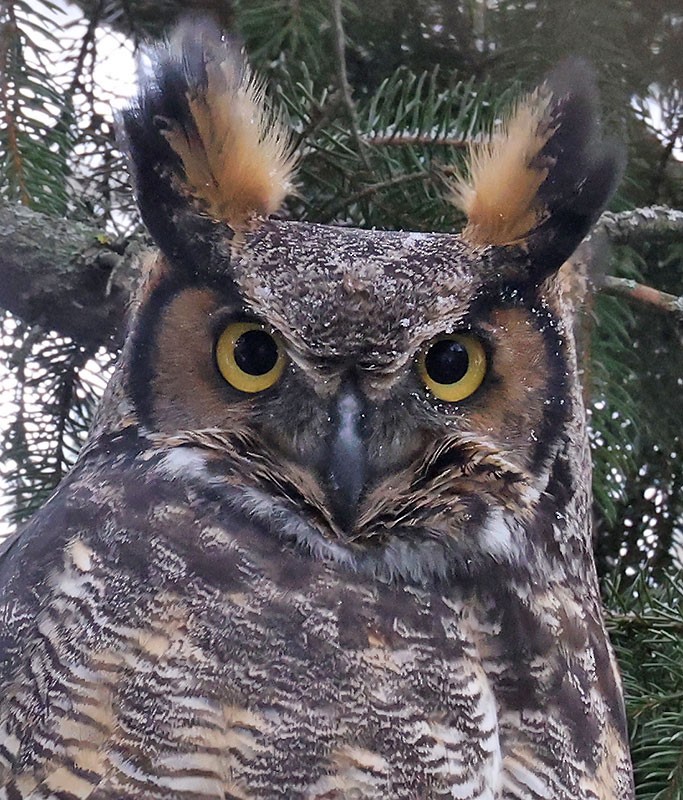 Great Horned Owl - ML647259055