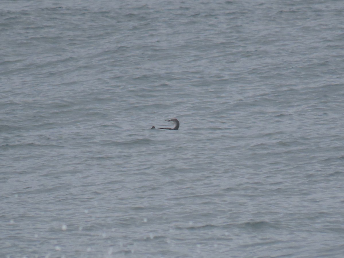 Aliota txikia - ML647259056