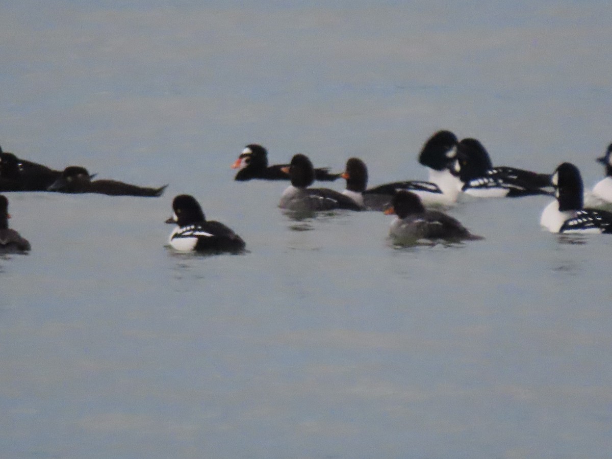 Barrow's Goldeneye - ML647259064