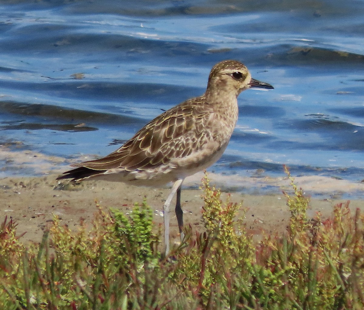 kulík pacifický - ML647259068