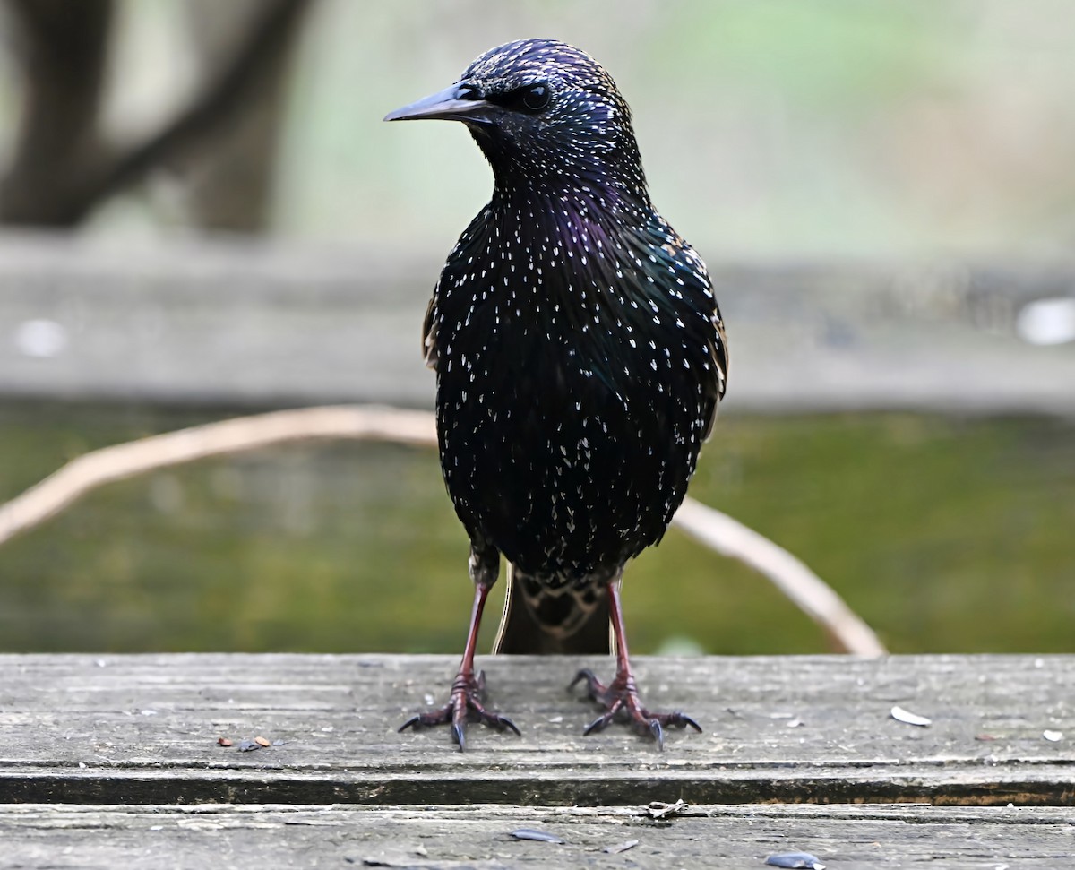 European Starling - ML647259079