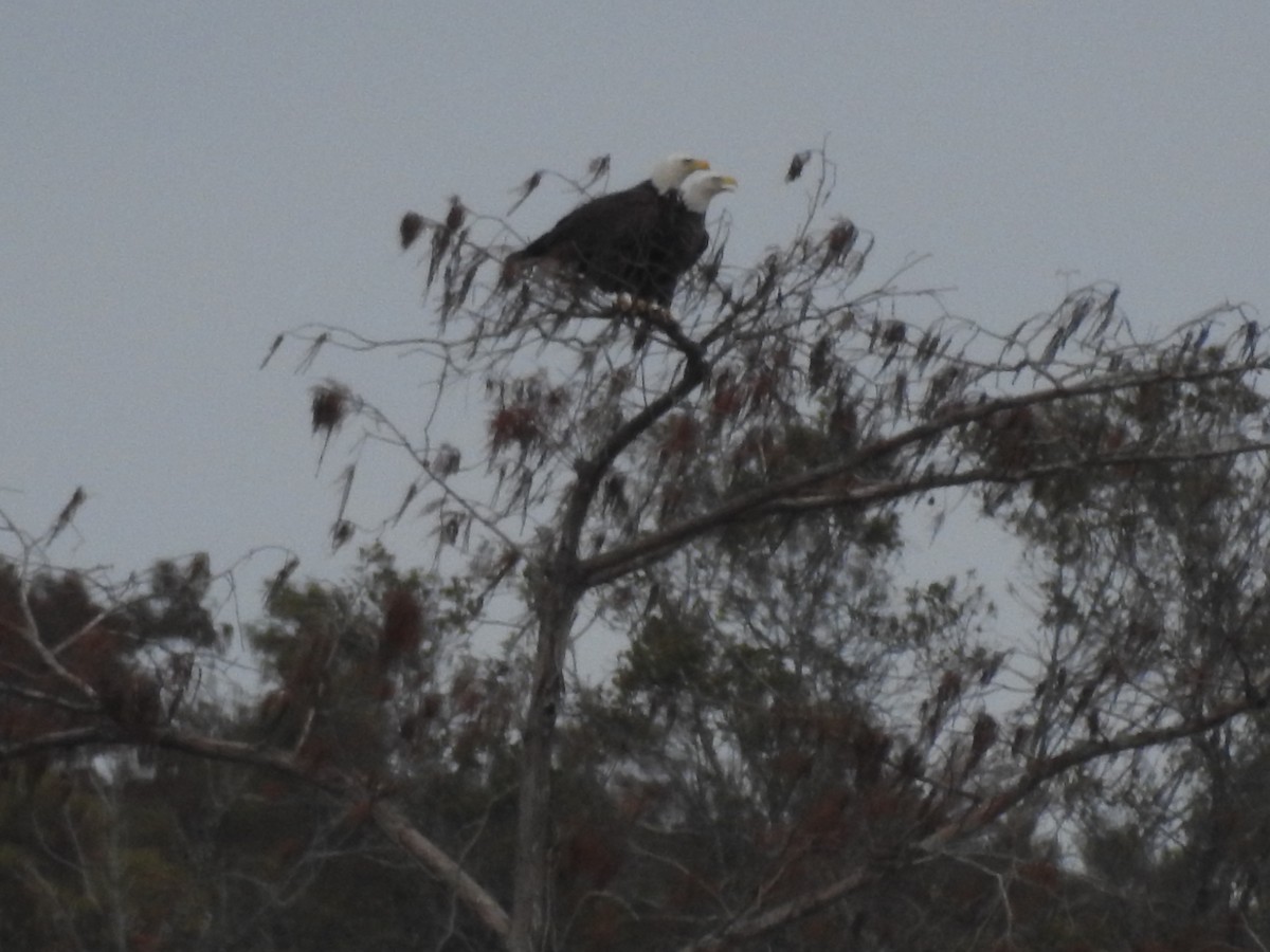 Bald Eagle - ML647259083