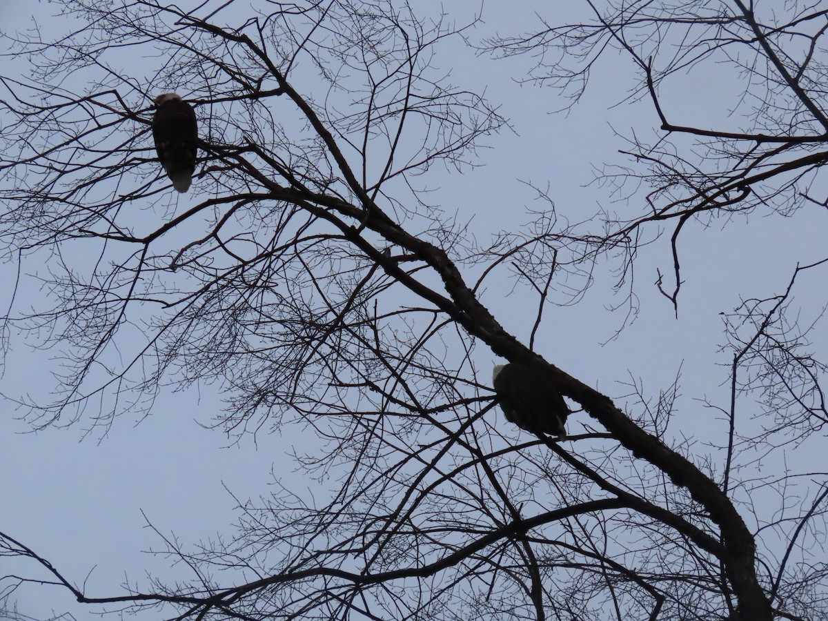 Bald Eagle - ML647259097