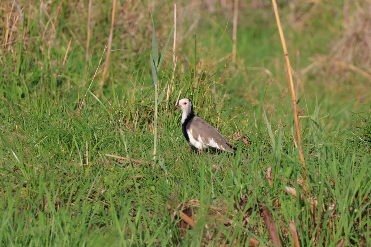 Long-toed Lapwing - ML647259109