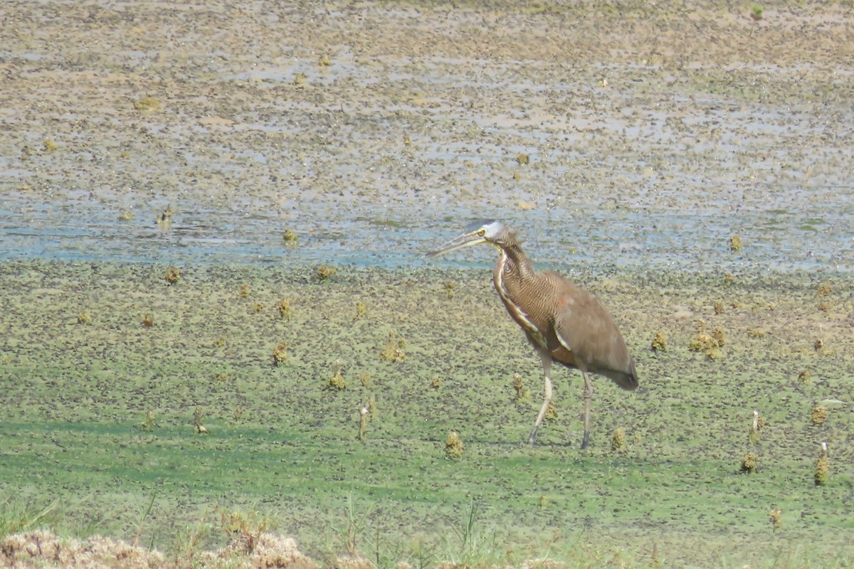 Bare-throated Tiger-Heron - ML647259110