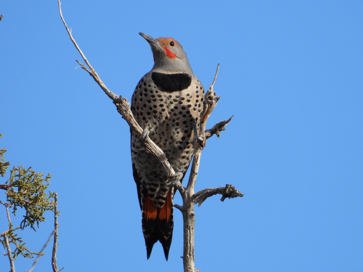 Northern Flicker - ML647259111