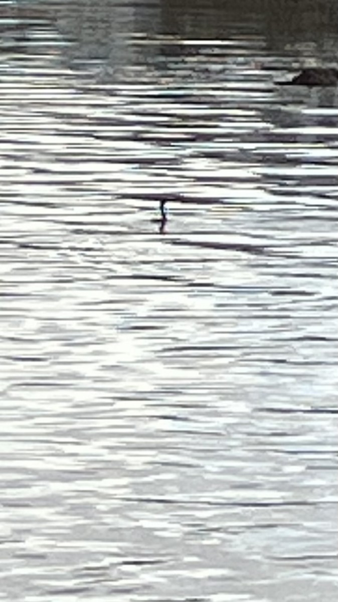 Double-crested Cormorant - ML647259113