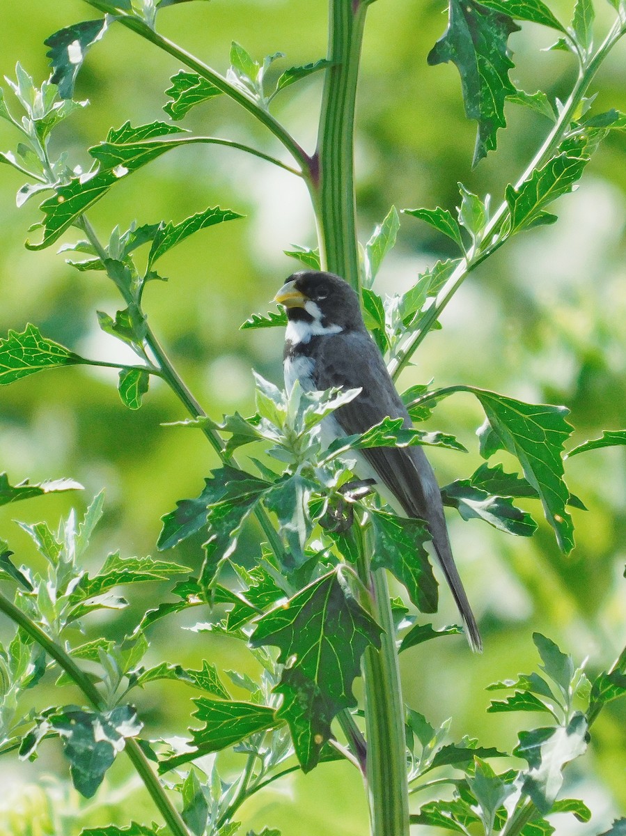 Double-collared Seedeater - ML647259115