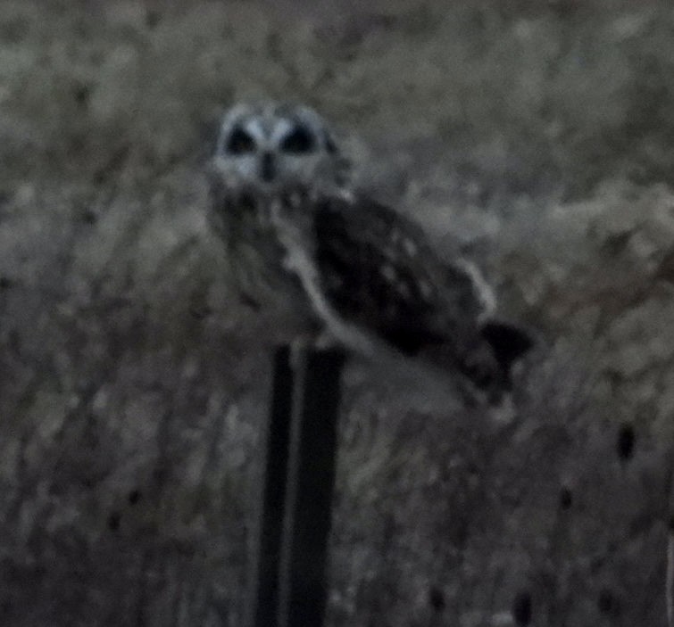 Short-eared Owl - ML647259116