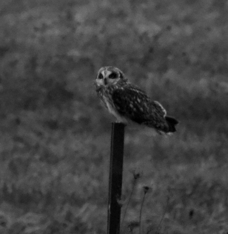 Short-eared Owl - ML647259117