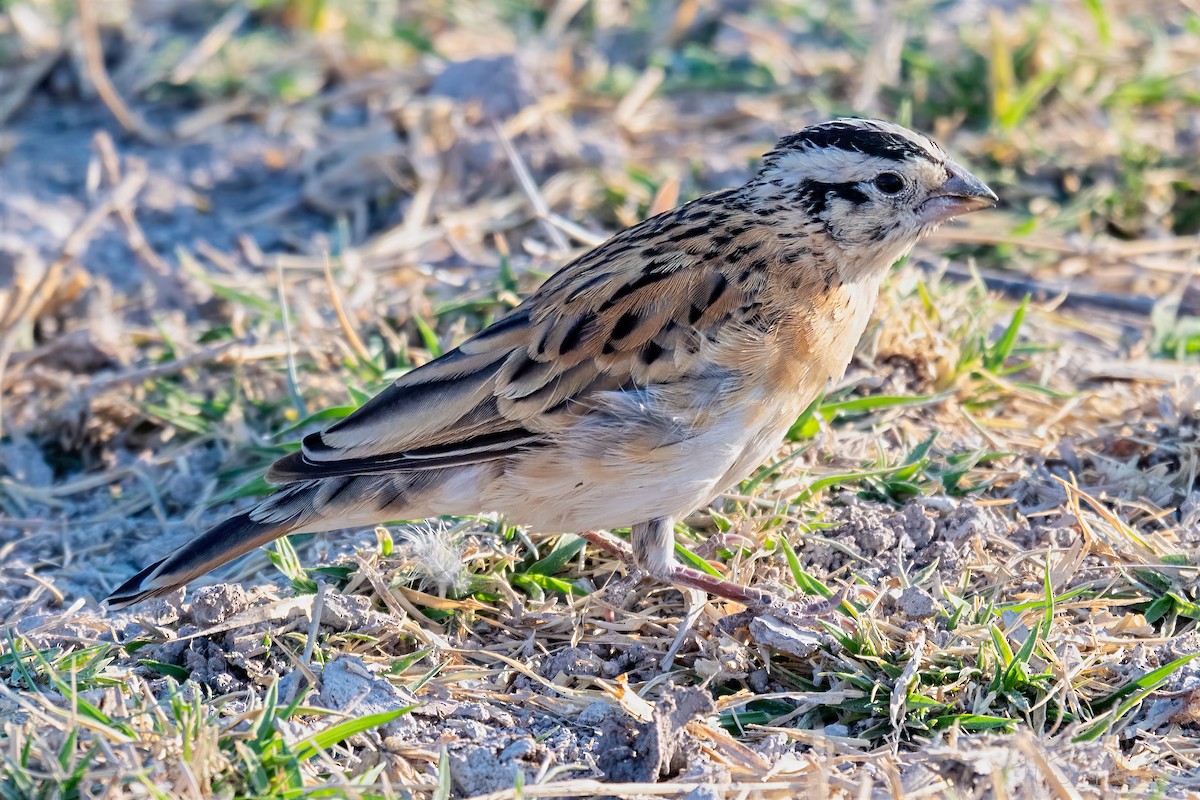 Eastern Paradise-Whydah - ML647259118