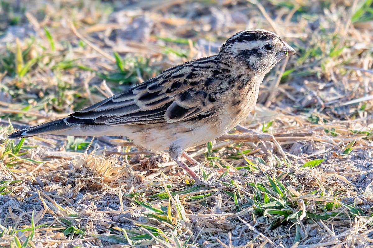 Eastern Paradise-Whydah - ML647259119