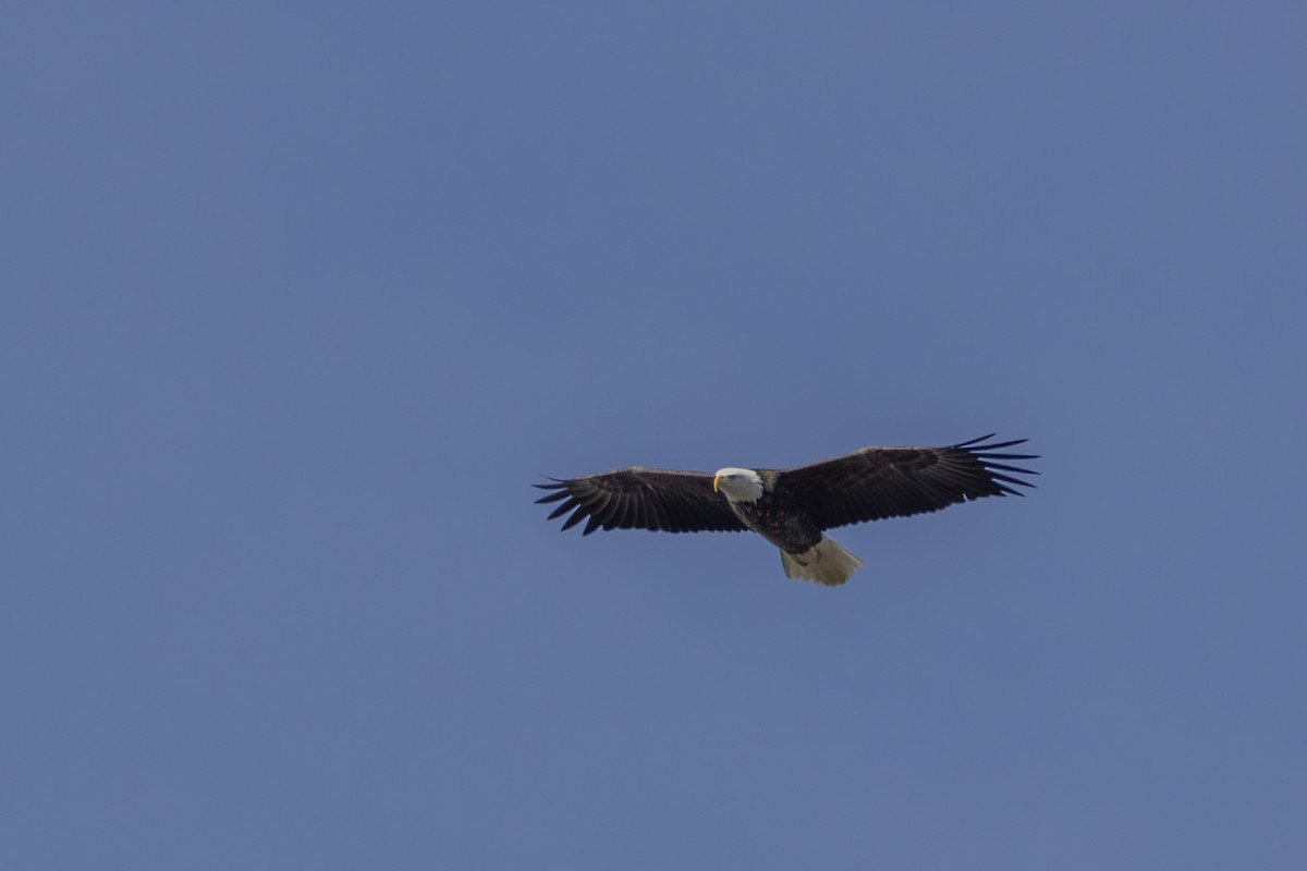 Bald Eagle - ML647259122