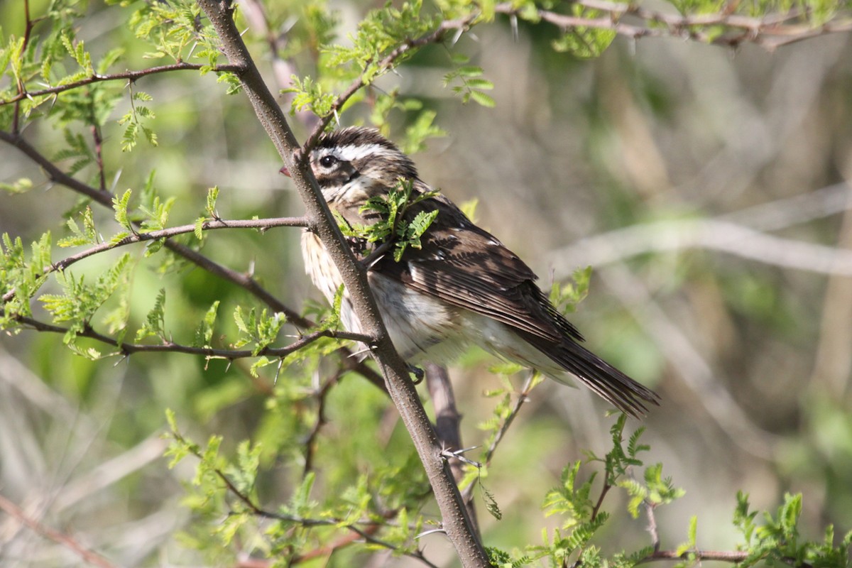 Rose-breasted Grosbeak - ML647259123