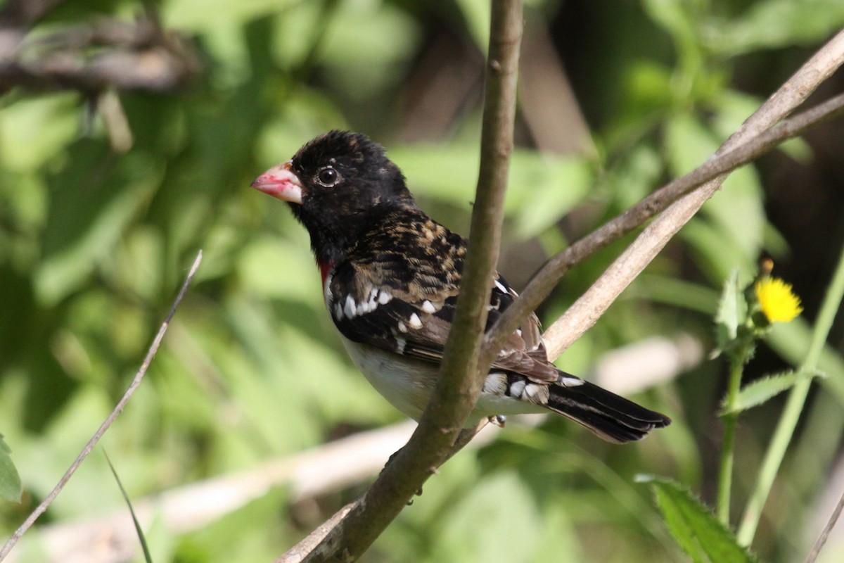 Rose-breasted Grosbeak - ML647259124