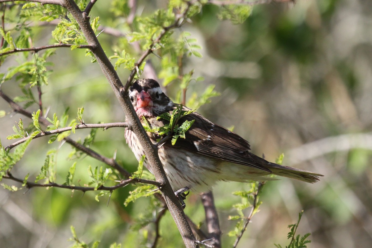 Rose-breasted Grosbeak - ML647259125