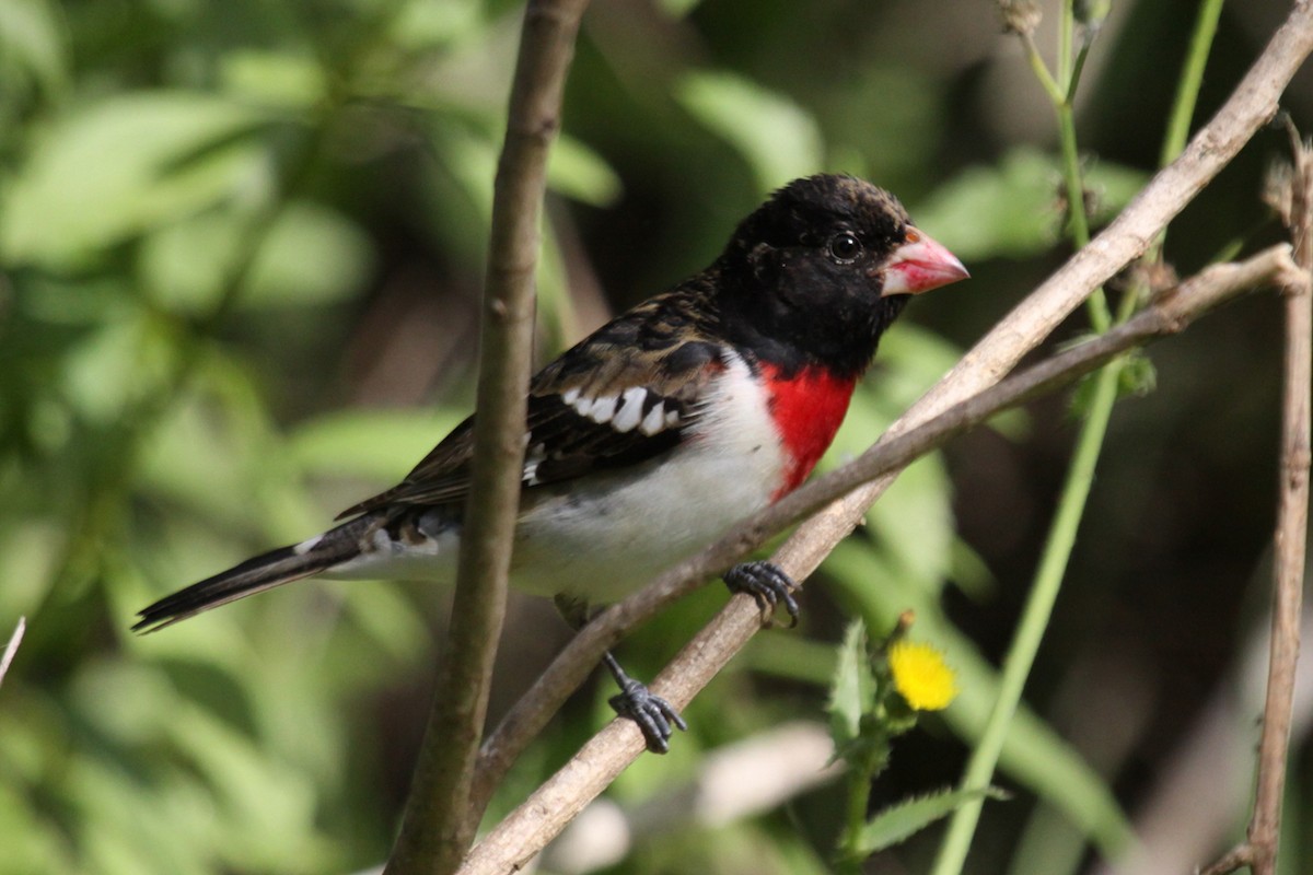 Rose-breasted Grosbeak - ML647259126