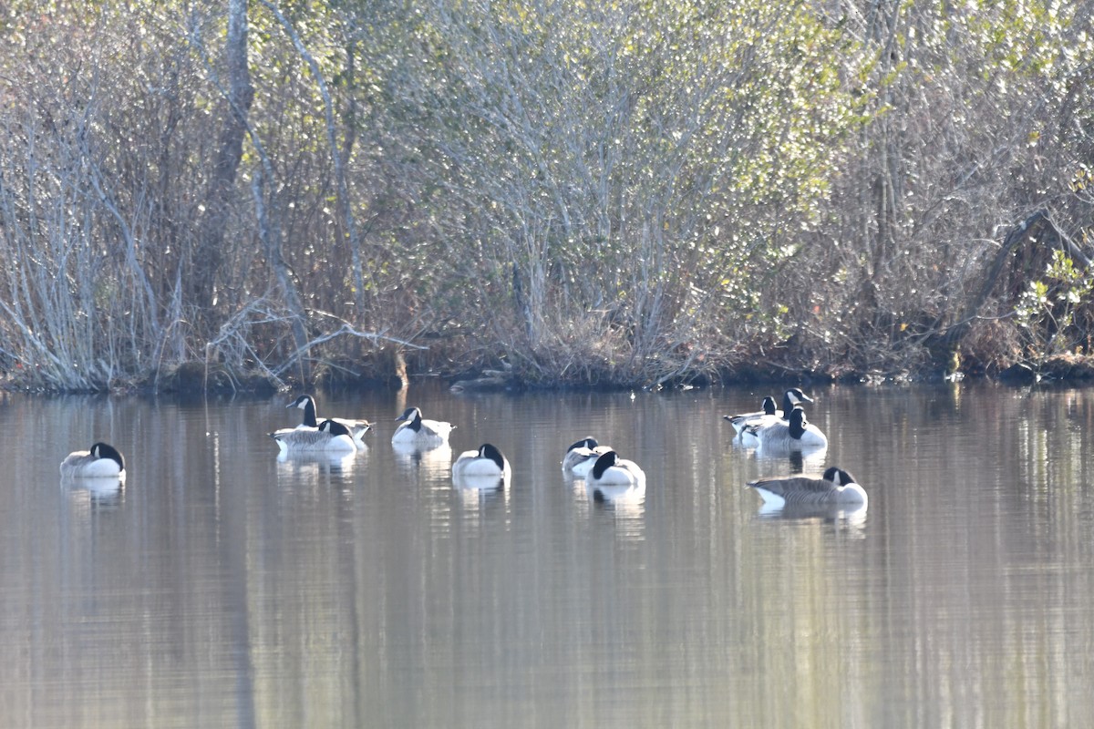 Canada Goose - ML647259127