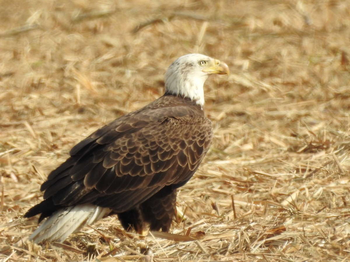 Bald Eagle - ML647259130