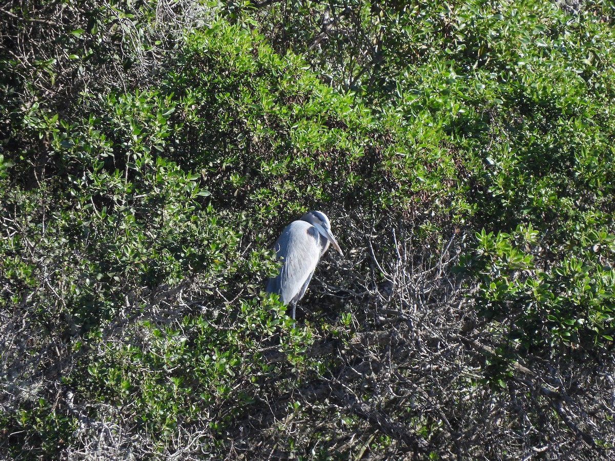 Great Blue Heron - ML647259131