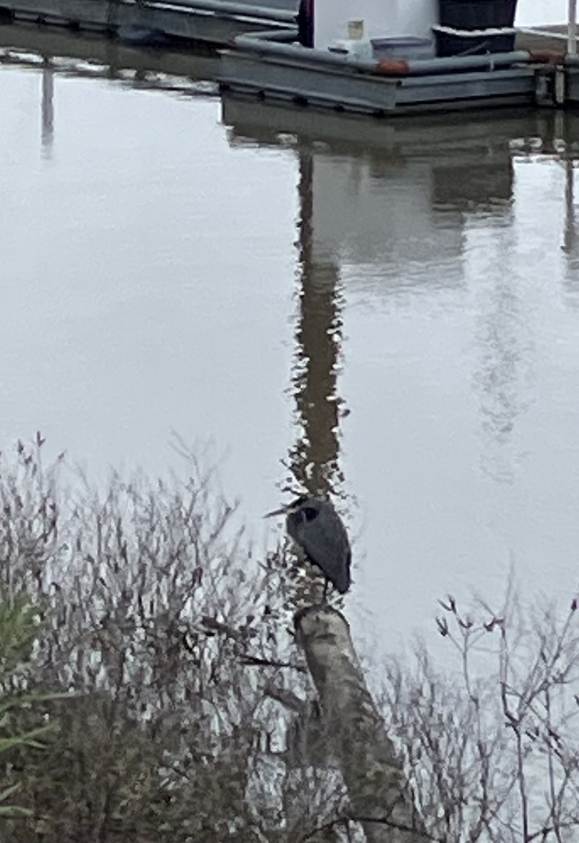 Great Blue Heron - ML647259133