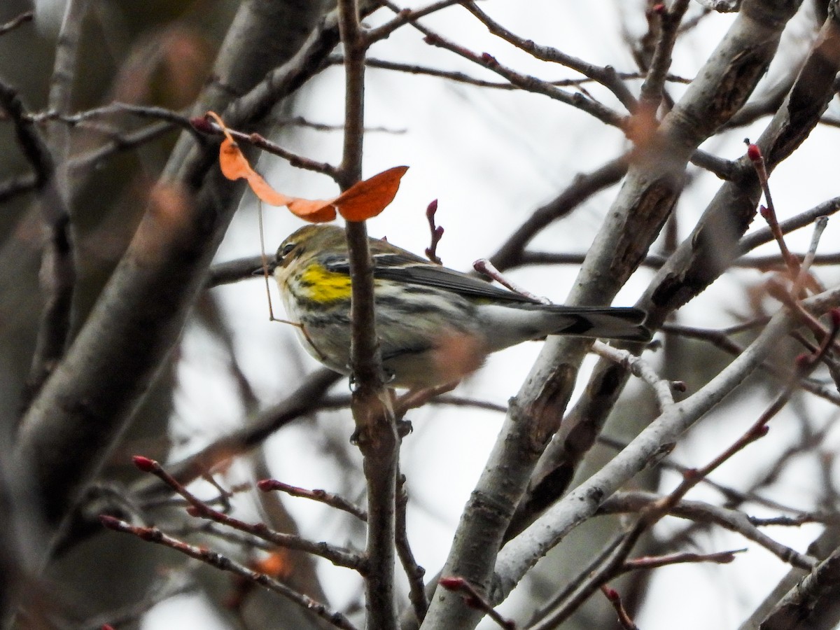 Yellow-rumped Warbler - ML647259134