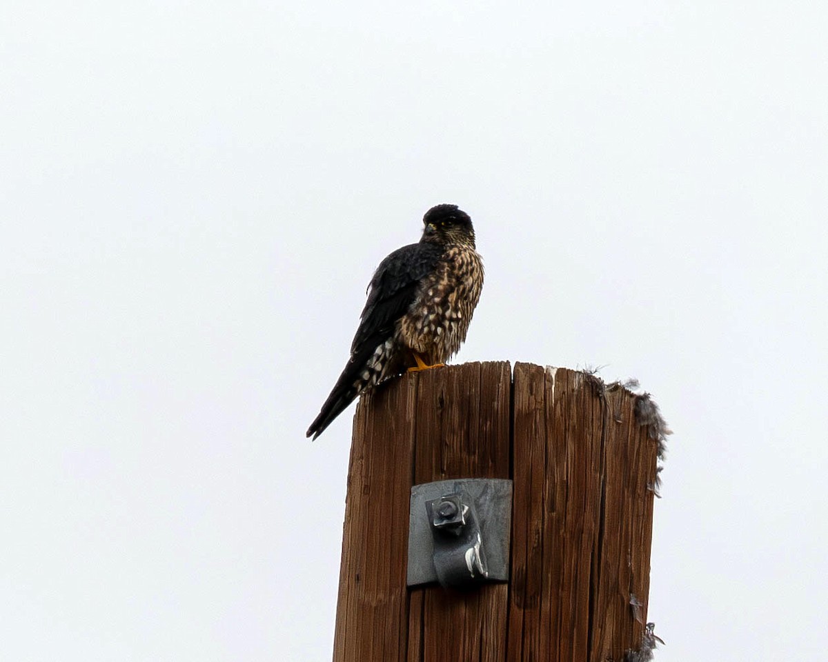 Merlin (Taiga) - ML647259135