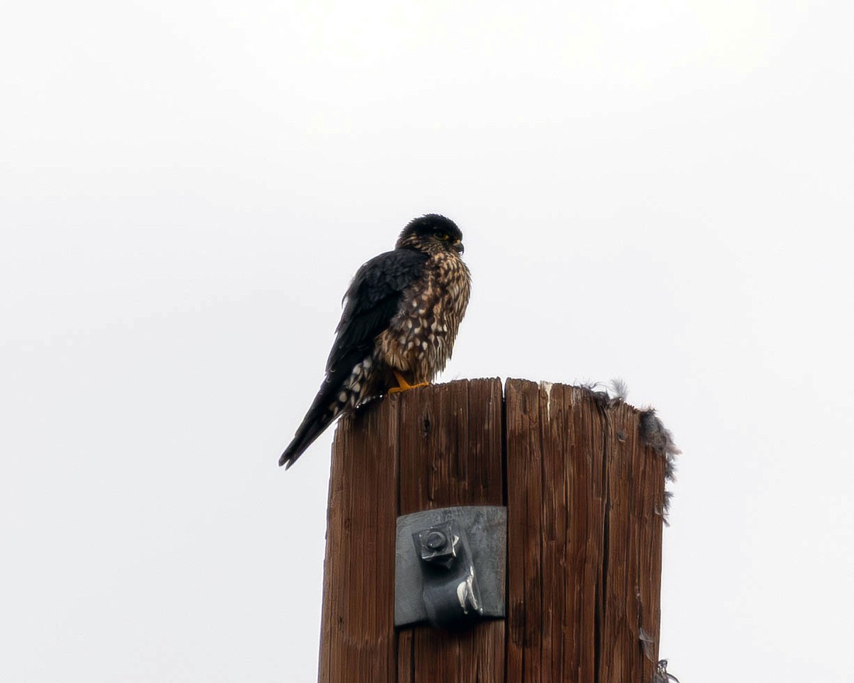 Merlin (Taiga) - ML647259136