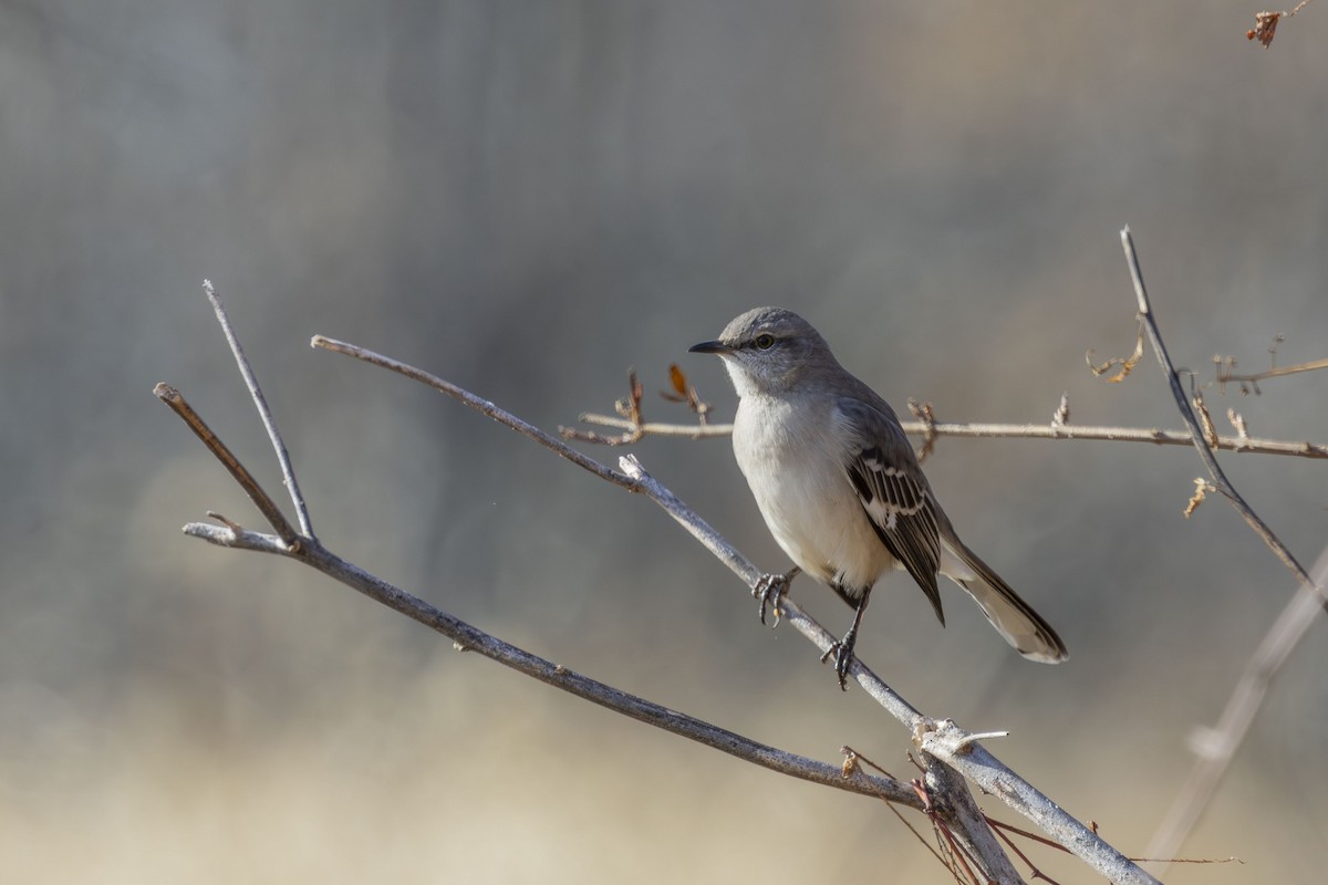 Northern Mockingbird - ML647259137