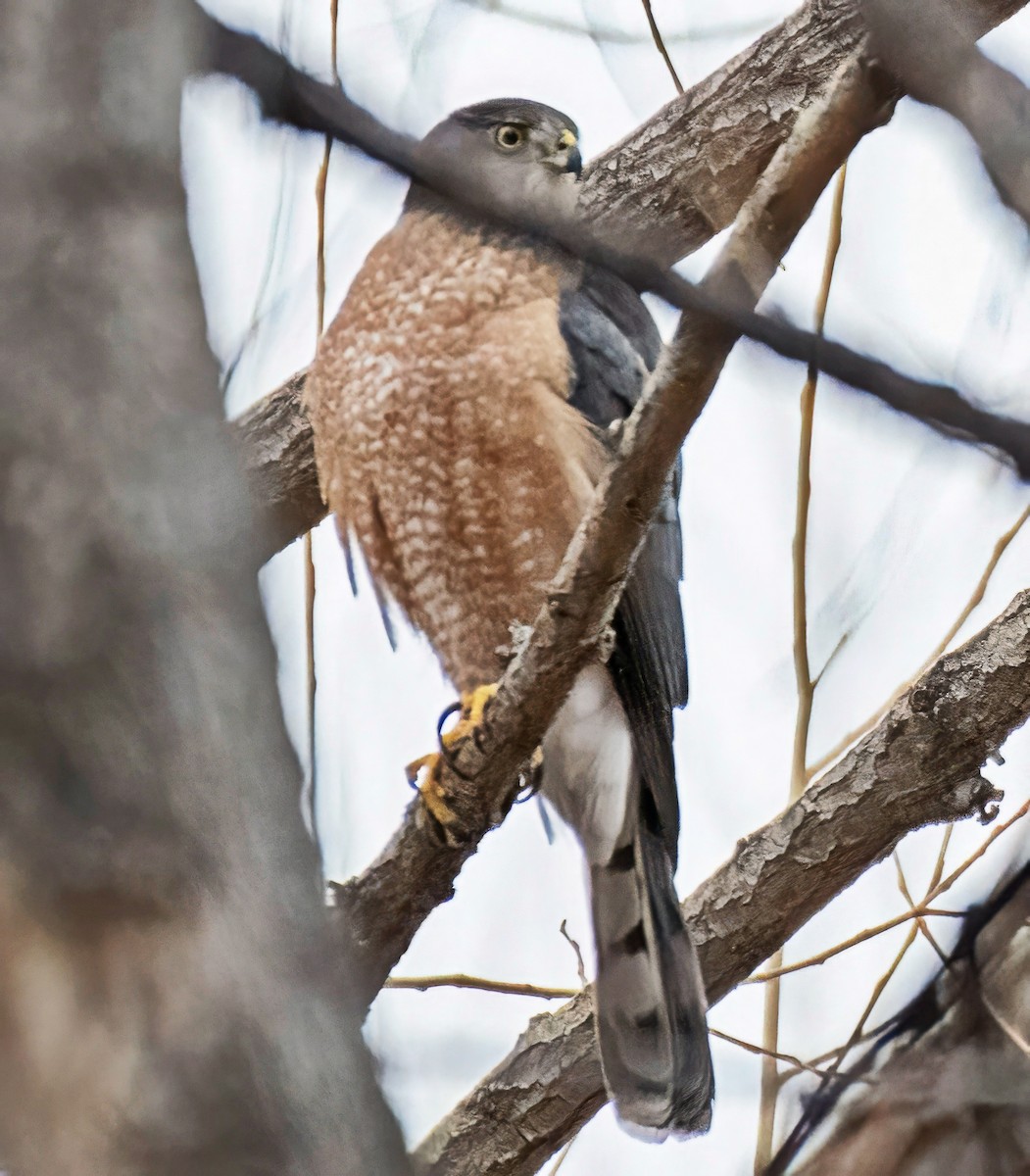 Cooper's Hawk - ML647259138