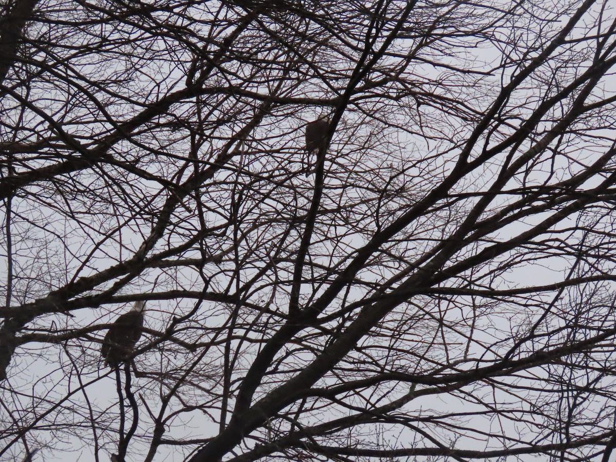 Bald Eagle - ML647259139