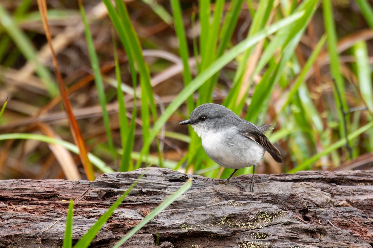 White-breasted Robin - ML647259140