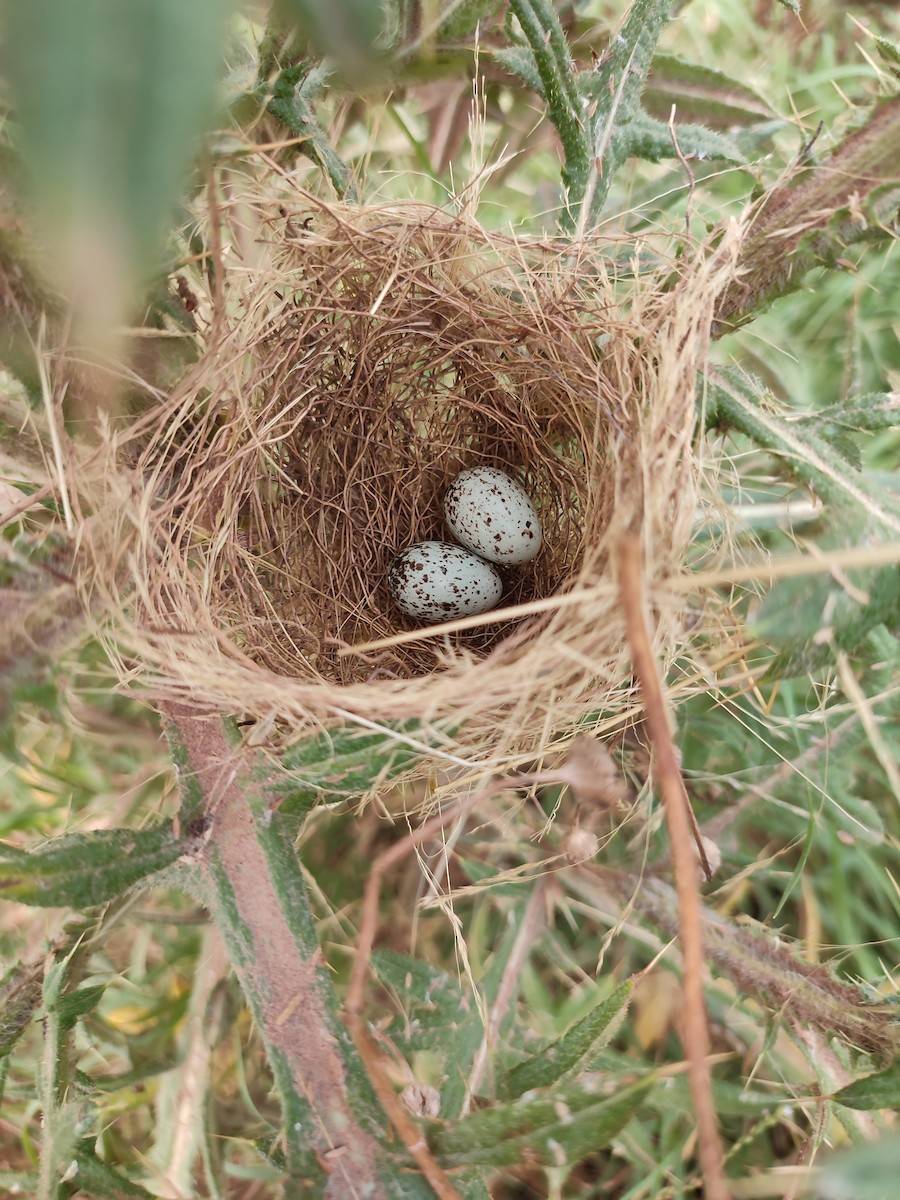 Double-collared Seedeater - ML647259141