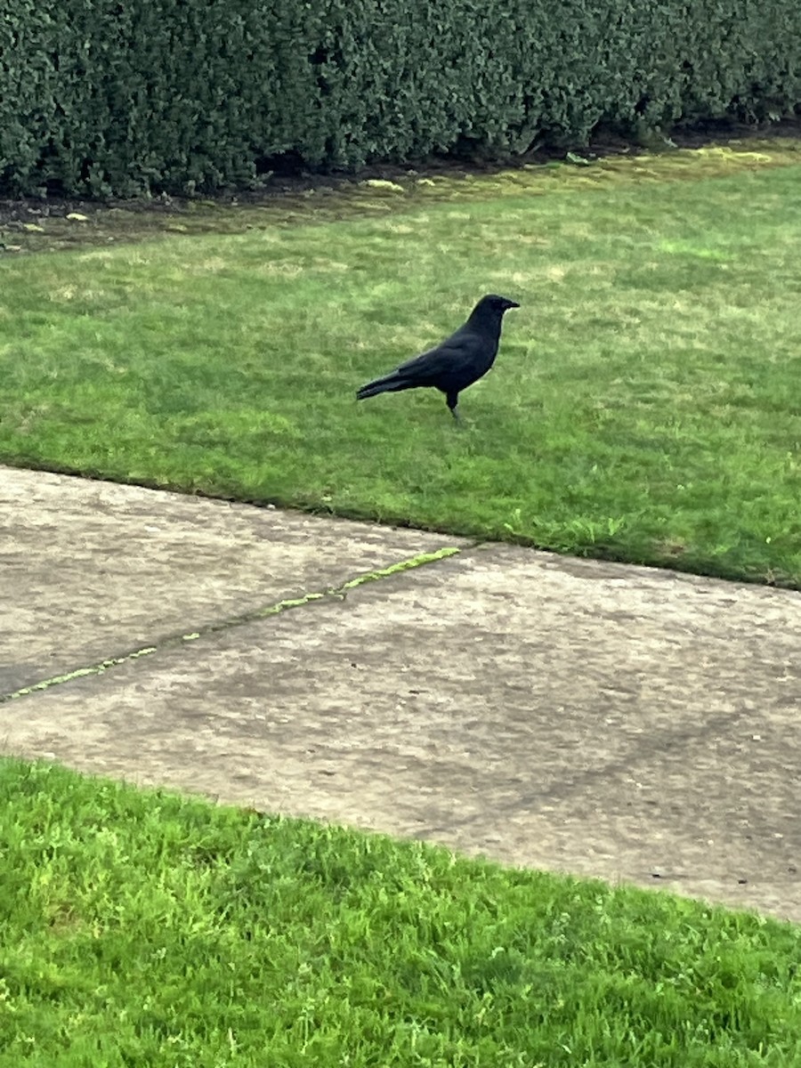 American Crow - ML647259142