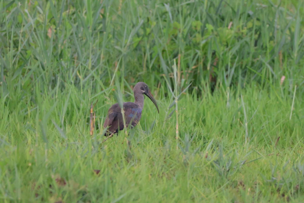 Hadada Ibis - ML647259150