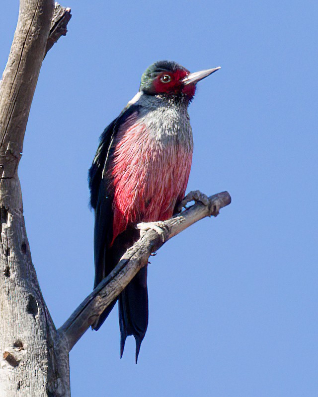 Blutgesichtspecht - ML647259155