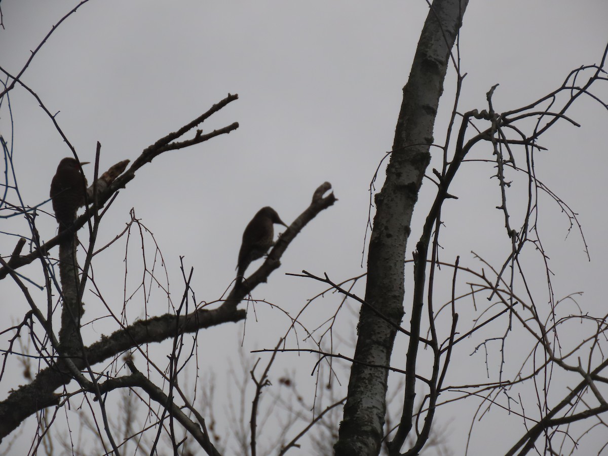 Northern Flicker - ML647259169