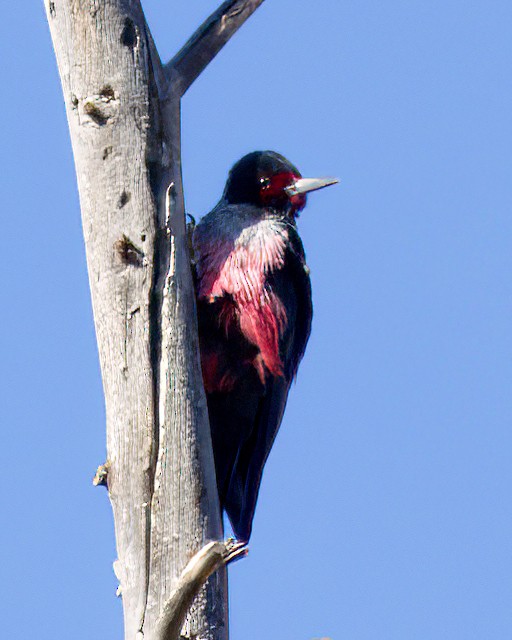 Blutgesichtspecht - ML647259170