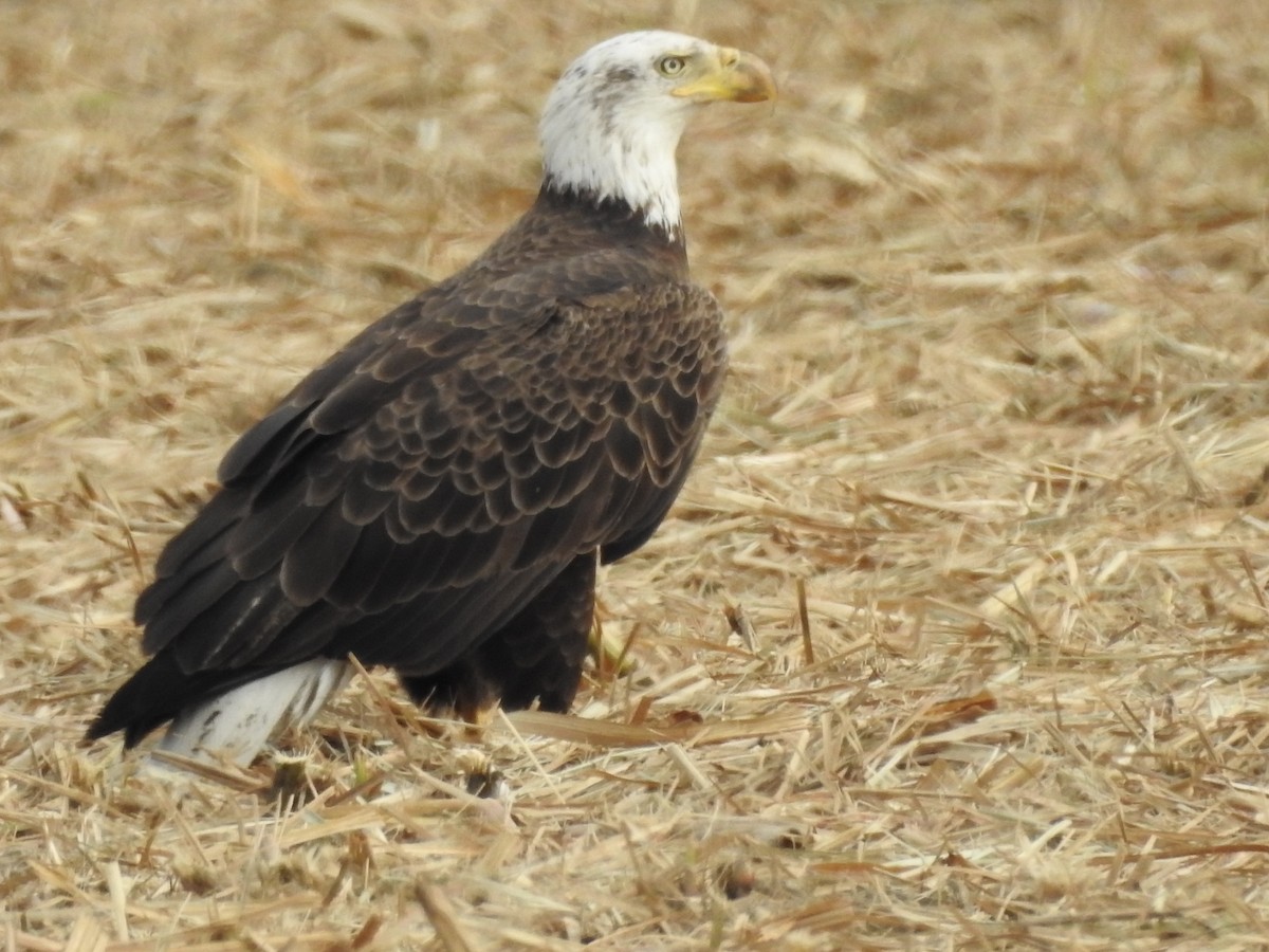 Bald Eagle - ML647259172