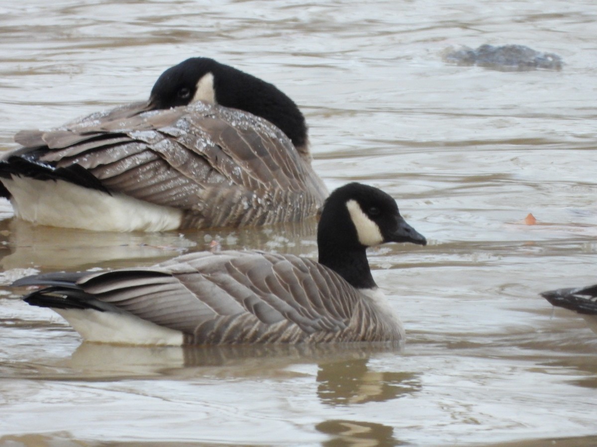 polargås - ML647259175