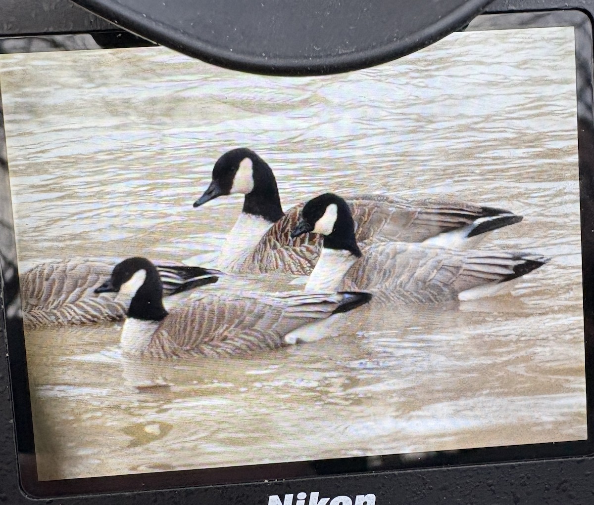 polargås - ML647259176