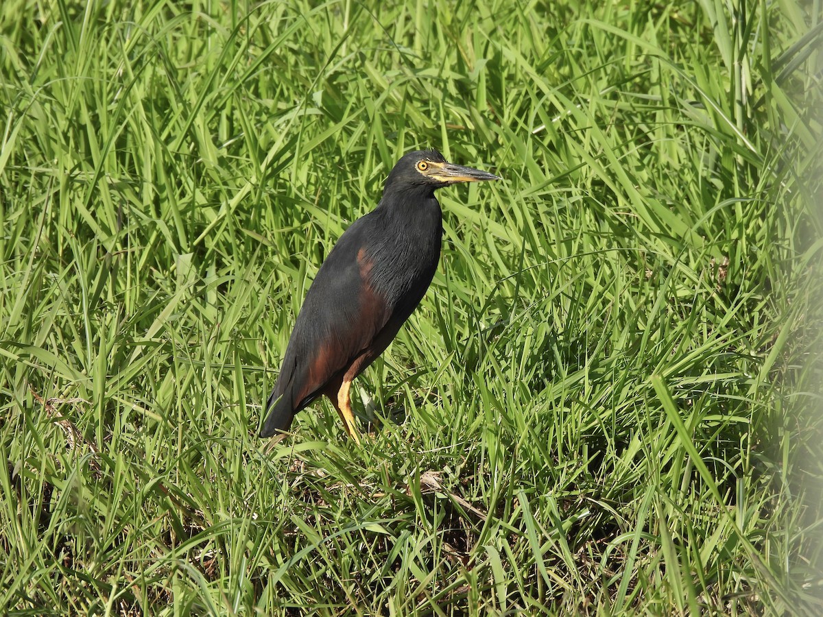 Rufous-bellied Heron - ML647259188