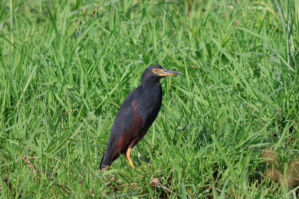 Rufous-bellied Heron - ML647259189