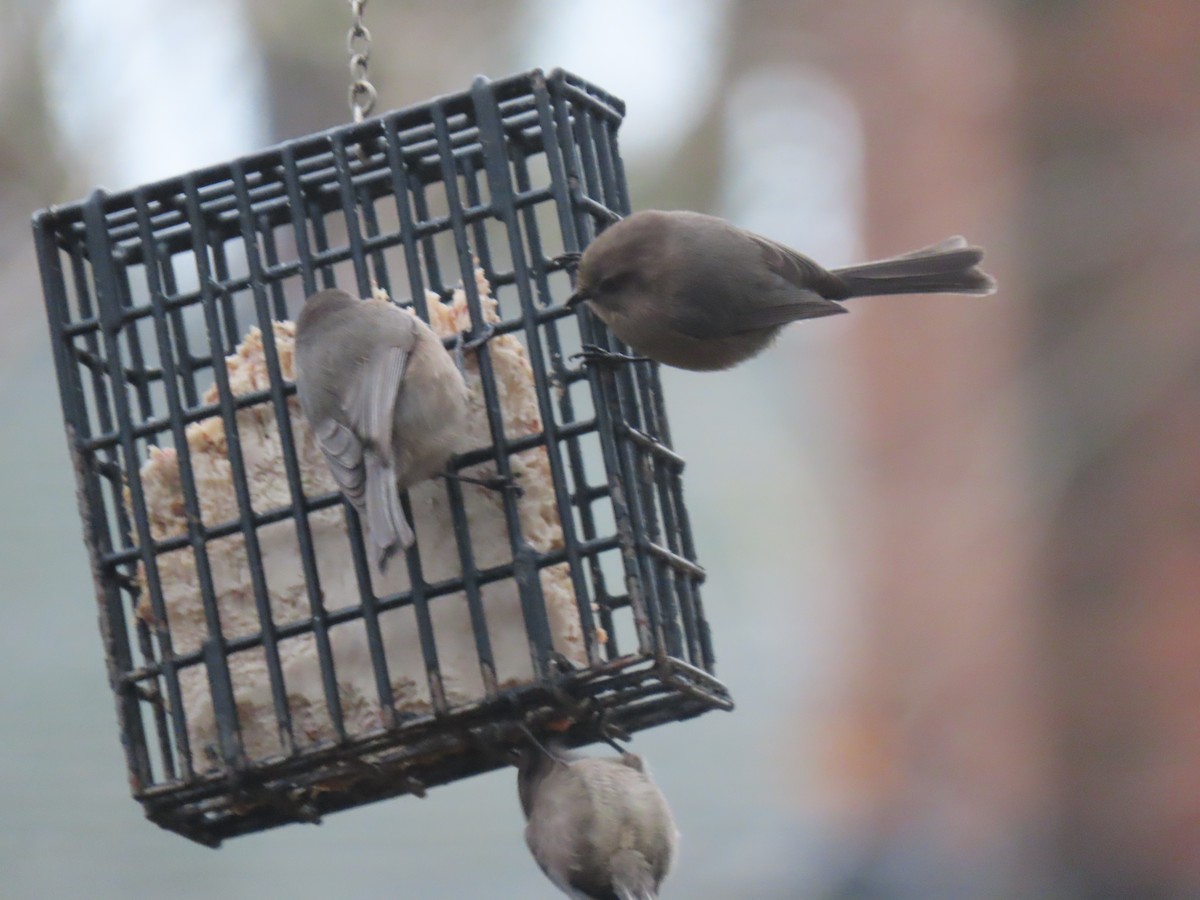 Bushtit - ML647259192