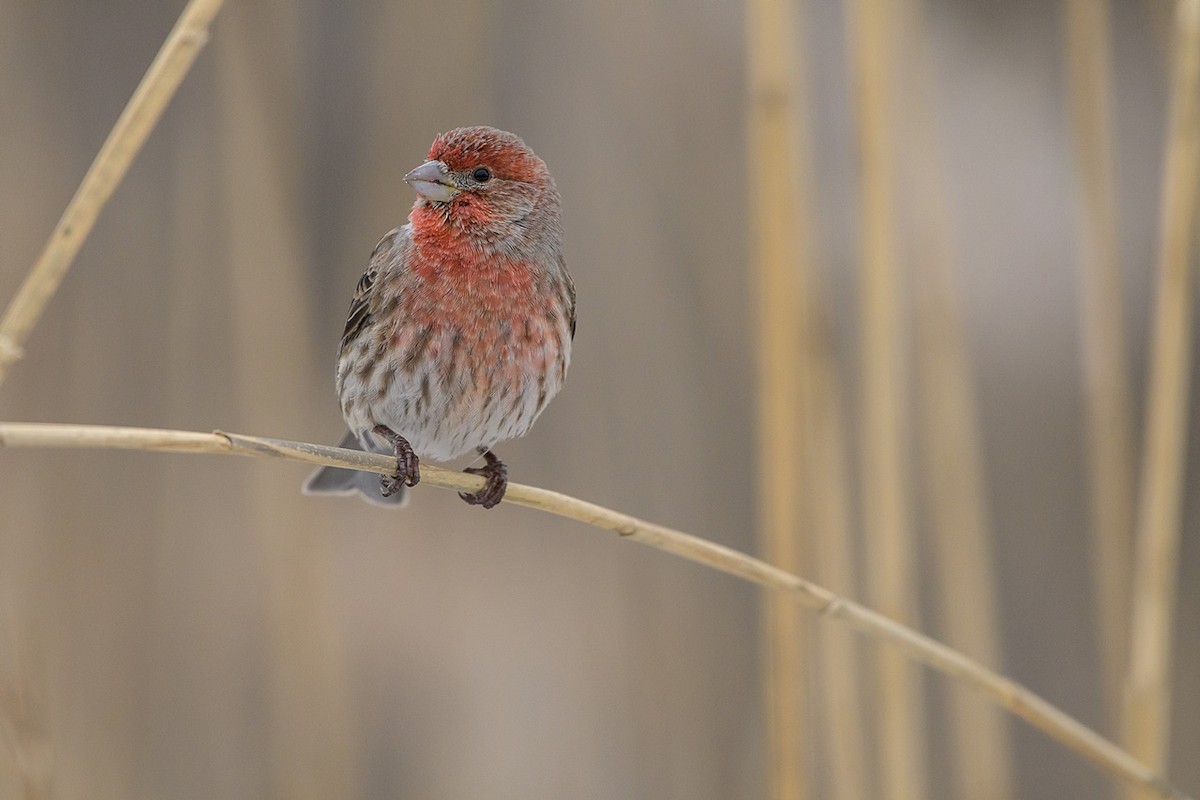 House Finch - ML647259197