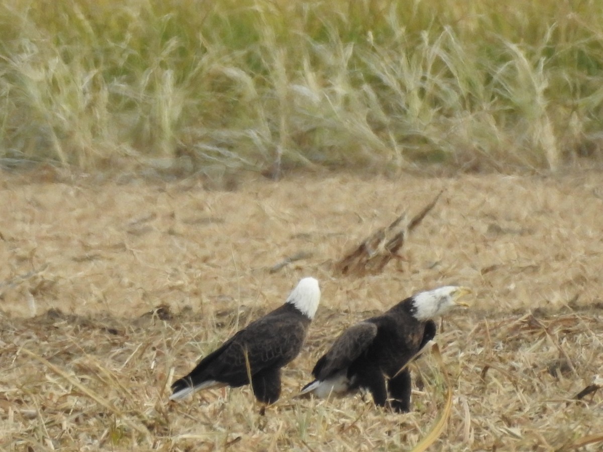 Bald Eagle - ML647259211